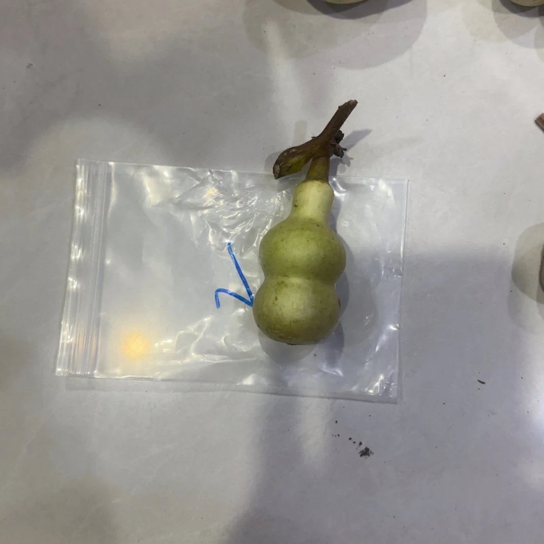 西***通青皮不包成青皮不包成