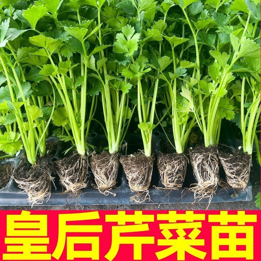 （寿光直发）芹菜苗西芹寿光苗场直发芹菜苗批发蔬菜苗四季易活生长