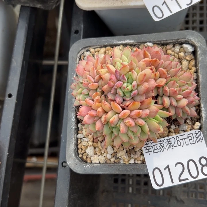 幸运的是我还没遇到过