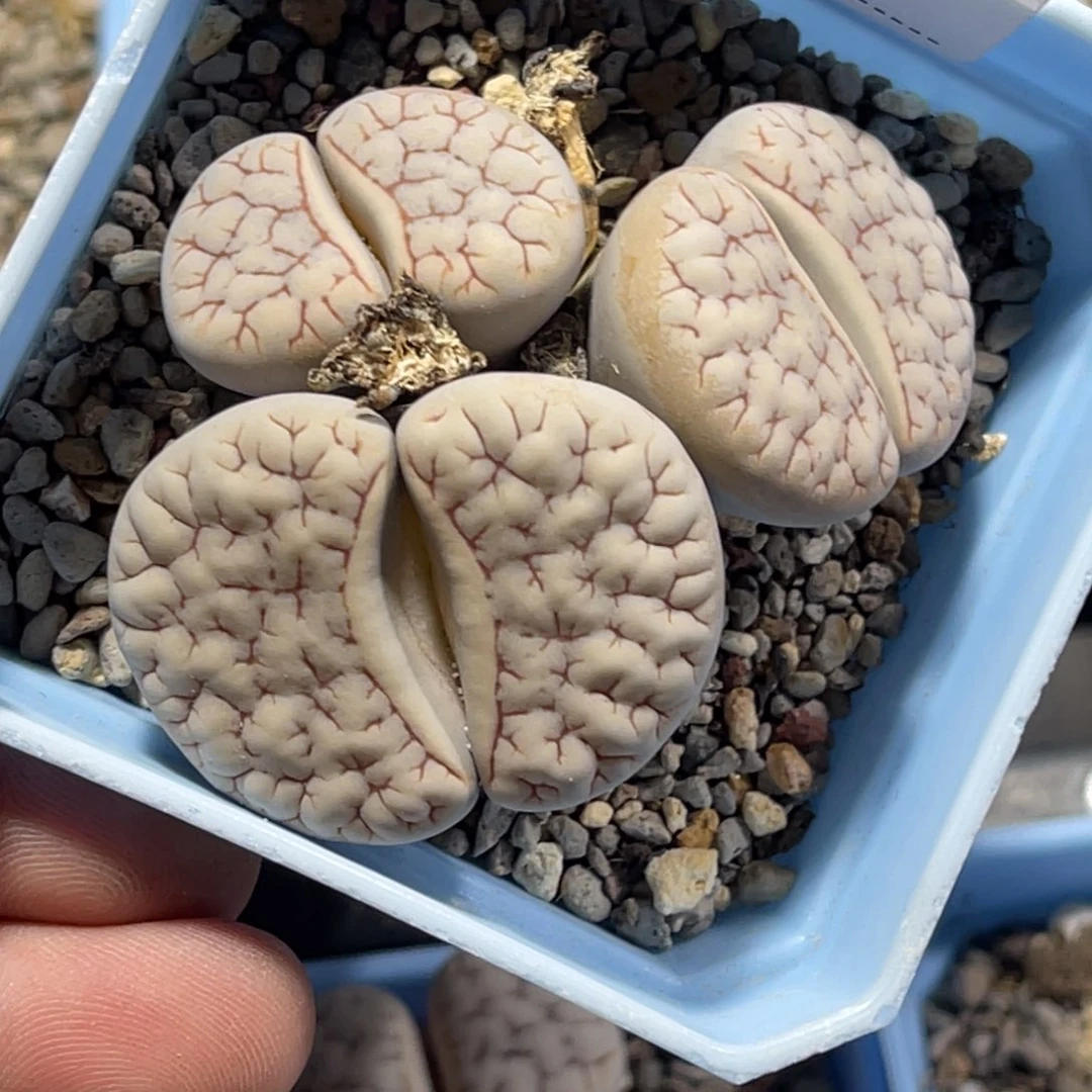 若*?4248三头荒1专拍