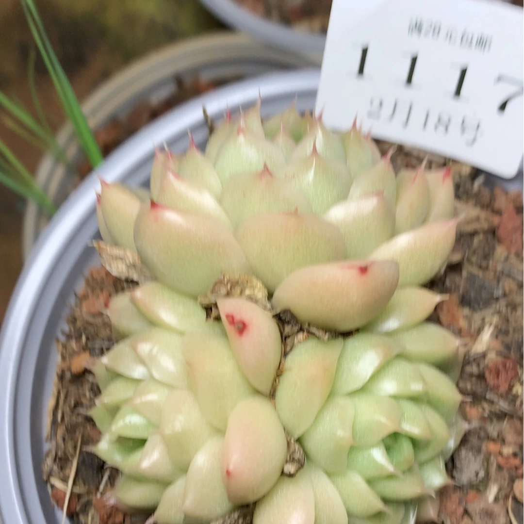 【闪购商品】云1117