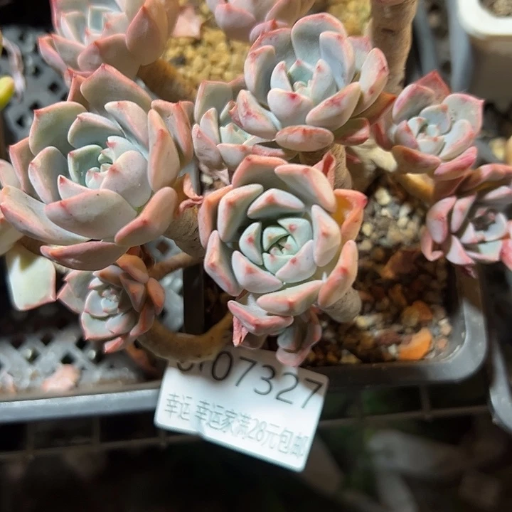 幸运的是我还在等幸运