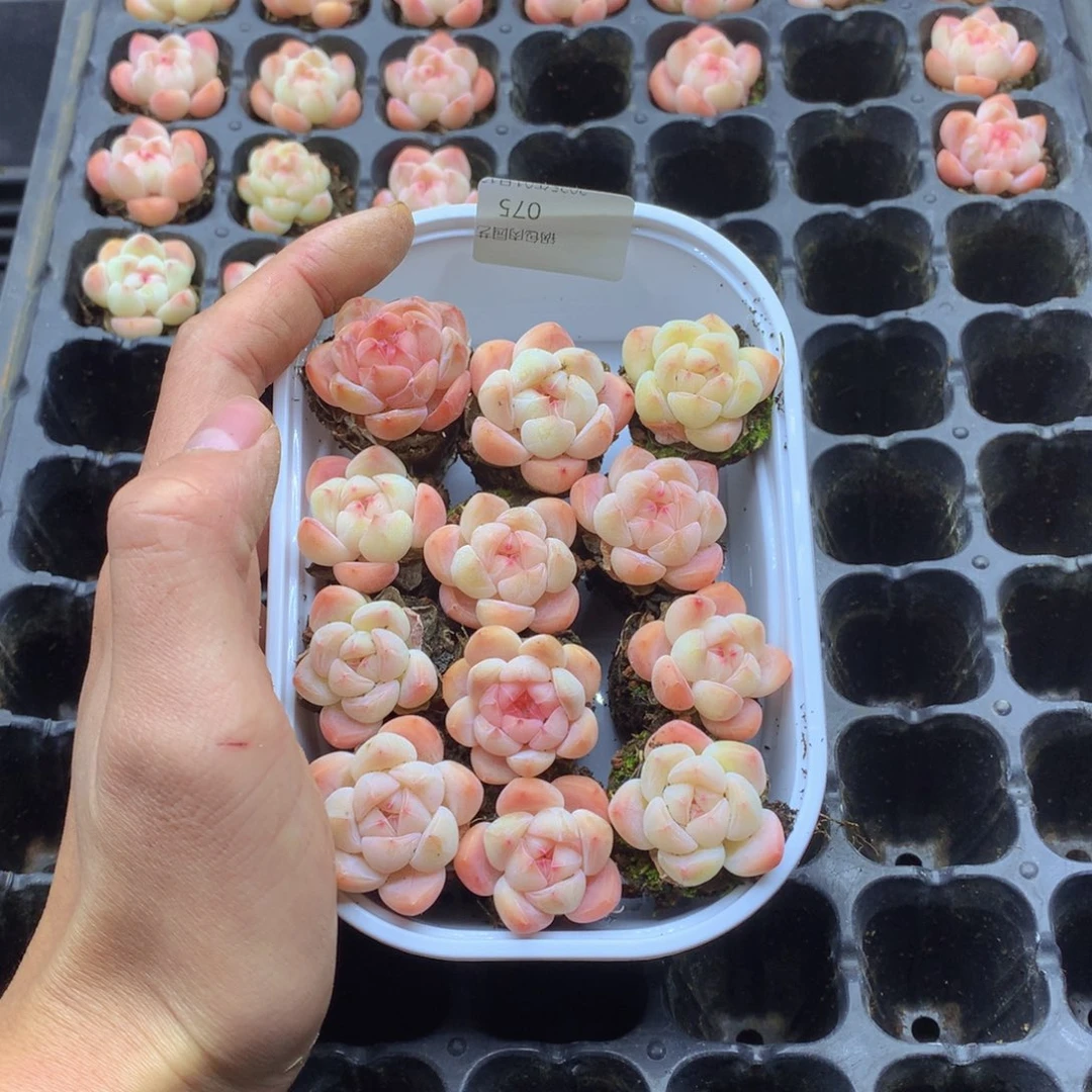 反反复复还是很开心的075