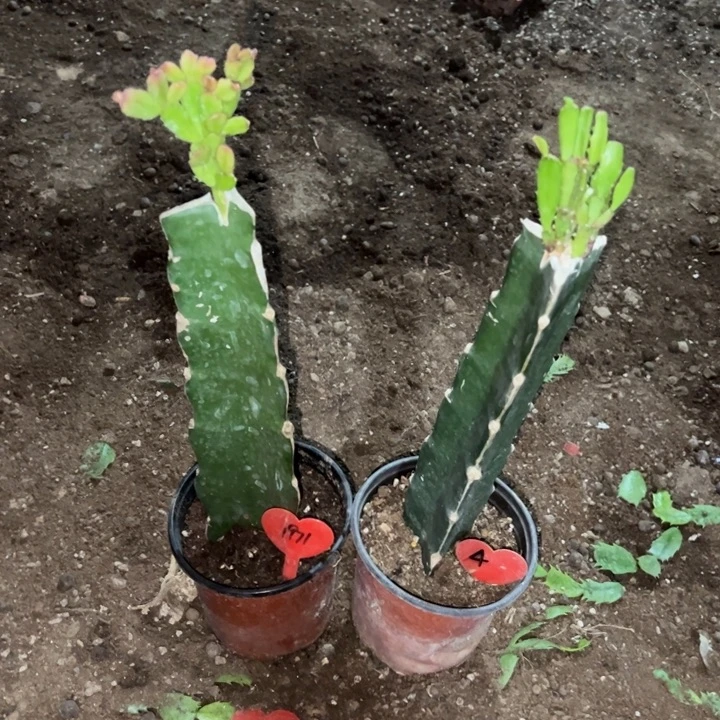 顺***$当前无花栽培后可以开花037 1971  红莲4
