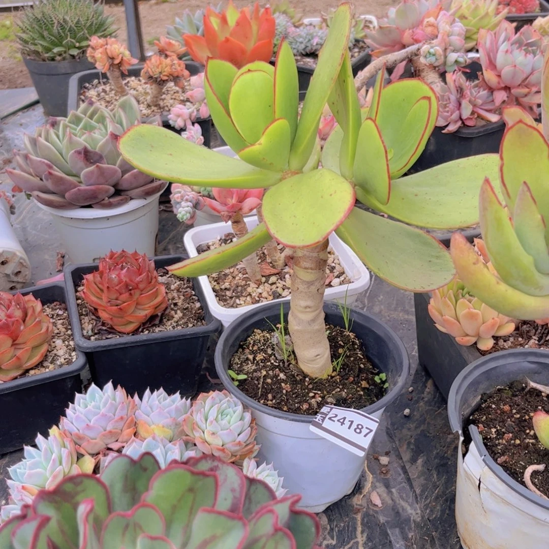 青梅多肉植物24187