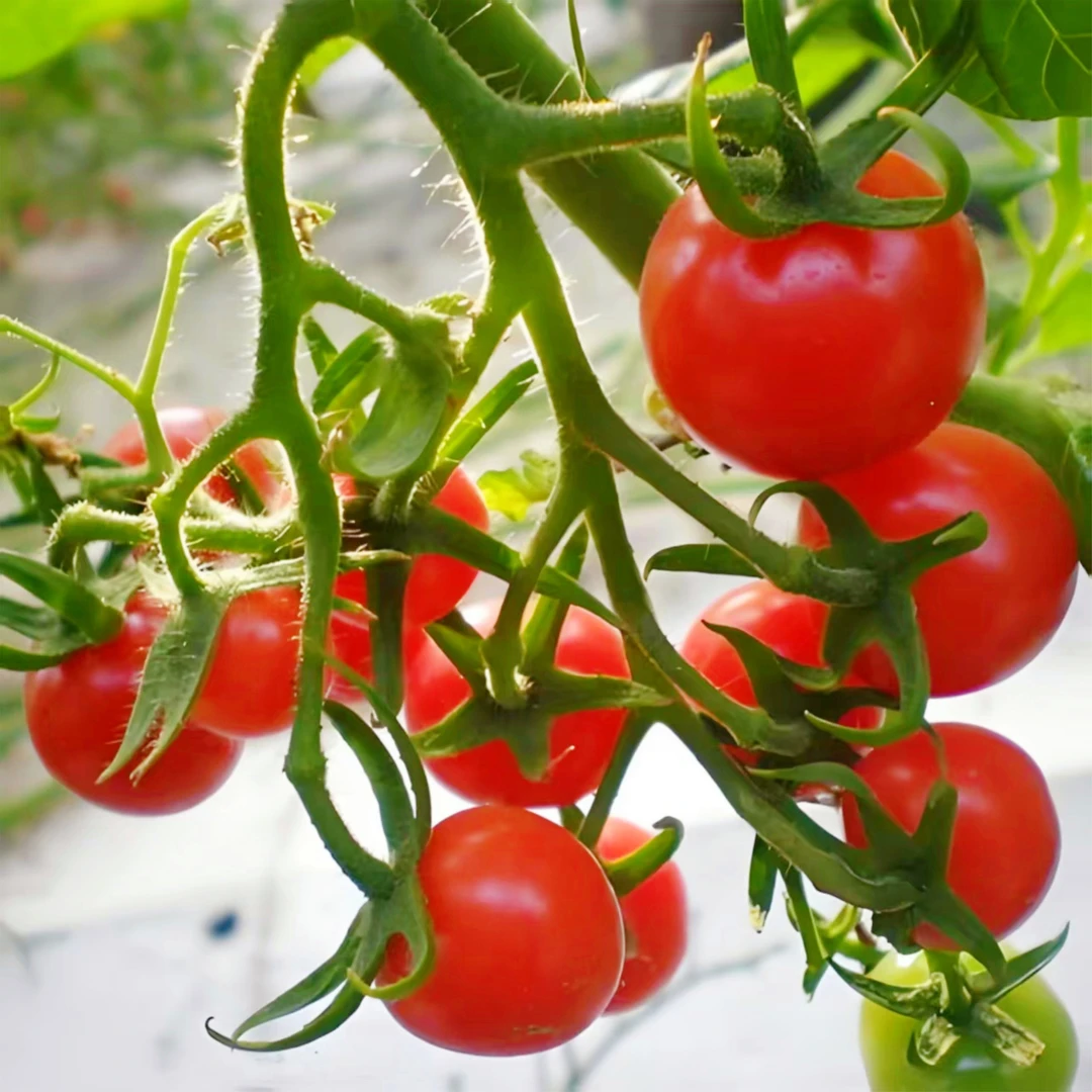 樱桃小番茄现摘现发香甜多汁新鲜应季生吃水果小西红柿3斤整箱