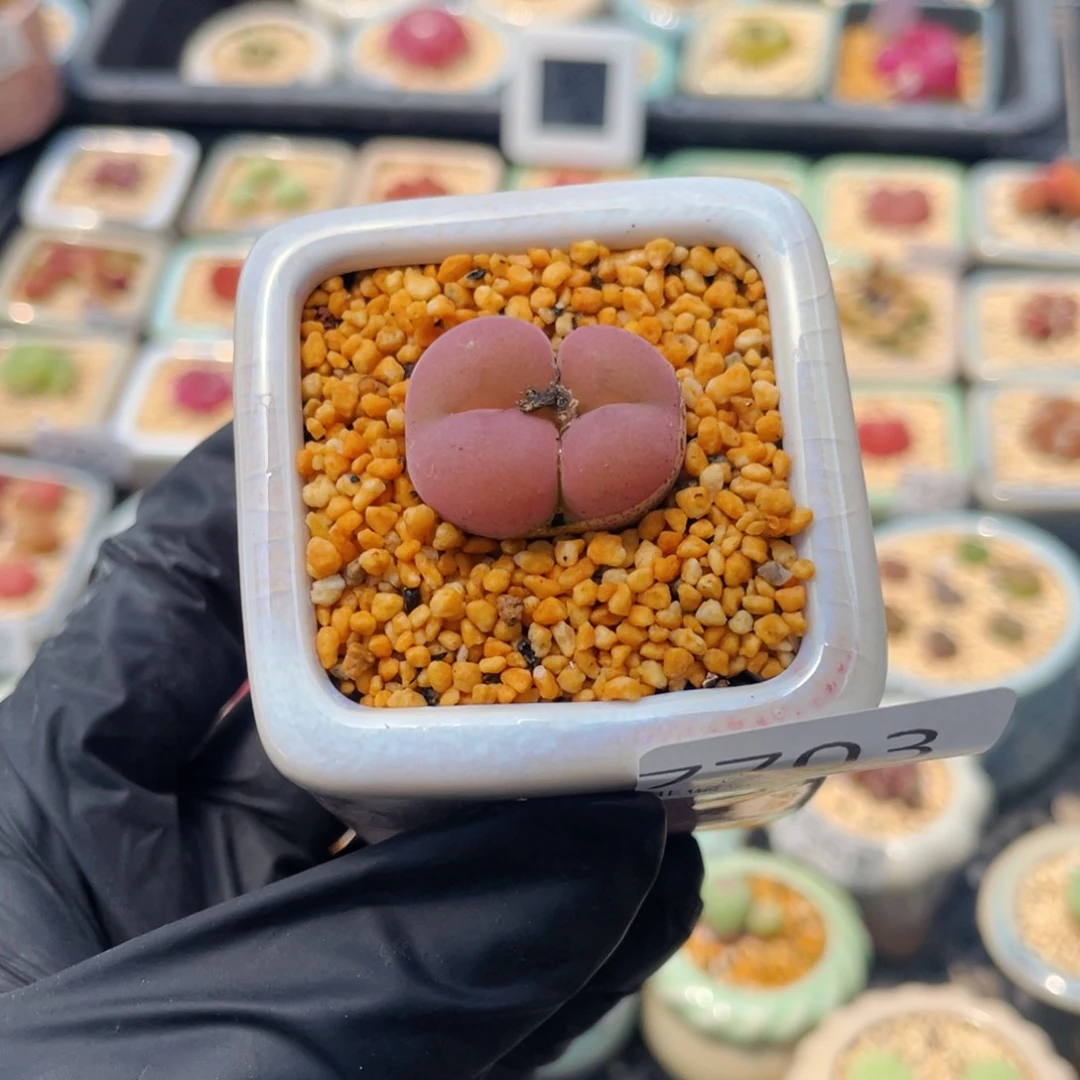 无花朵L7703-一物一拍 带盆