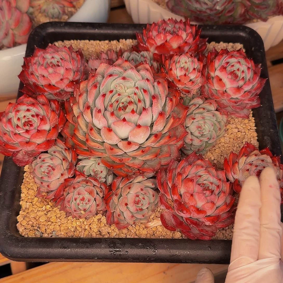 八*他哈怕他爸爸吧