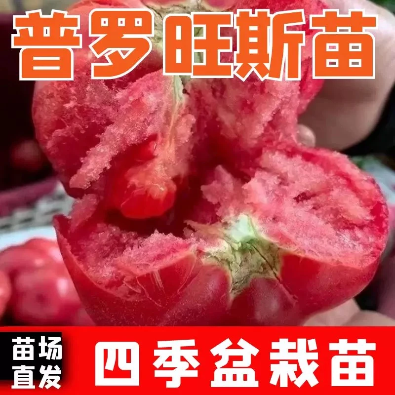 番茄苗西红柿秧苗普罗旺斯阳台盆栽种籽老品种沙瓤超甜水果西红柿