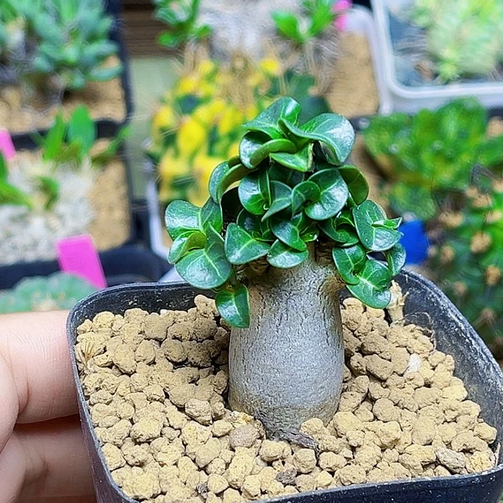 卡汉羊角沙漠玫瑰一颗
