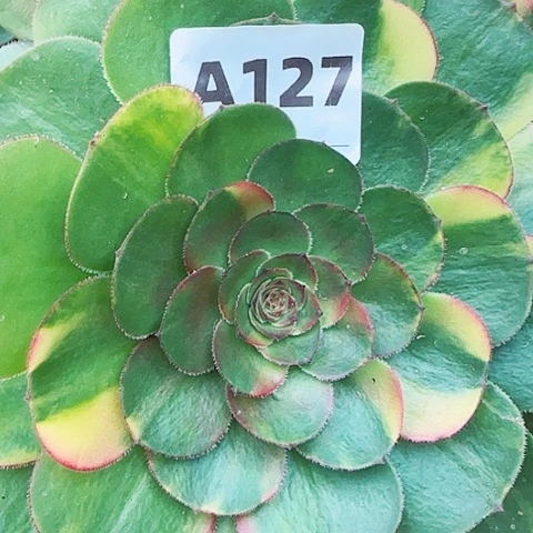 【闪购商品】12345678