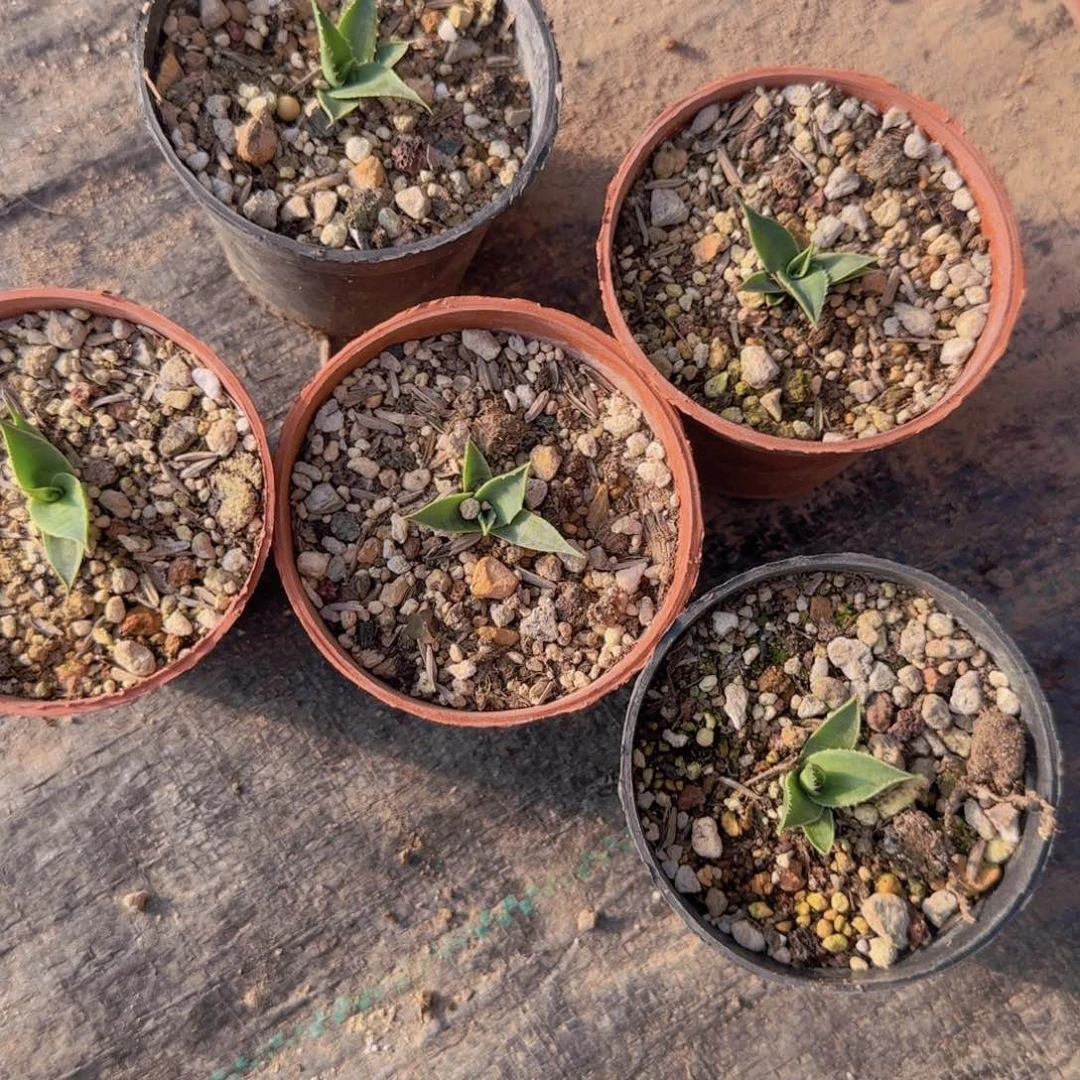 块根植物块根植物