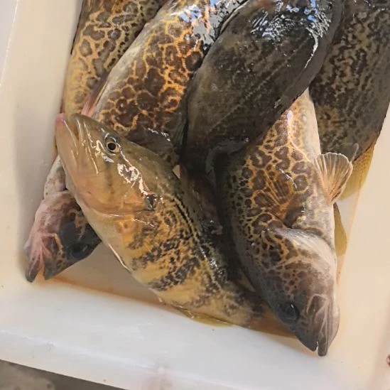 石台小李代购桂鱼1.75