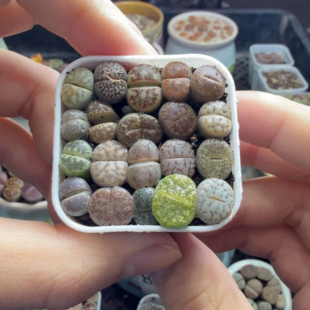 多肉葡萄的味道真的900