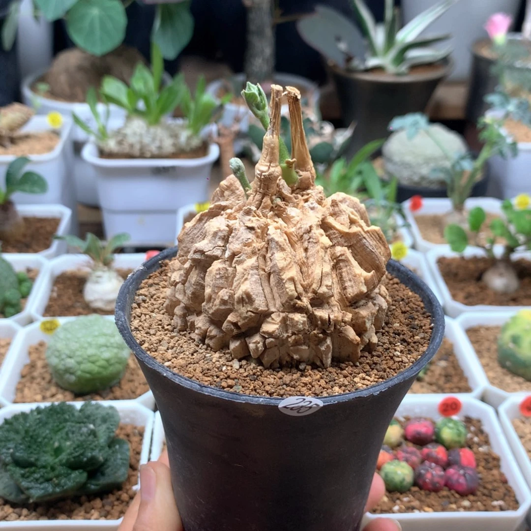 龟甲萝藦母本带盆5.8cm