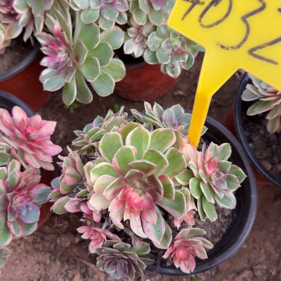 4032---黑魔锦多头多肉