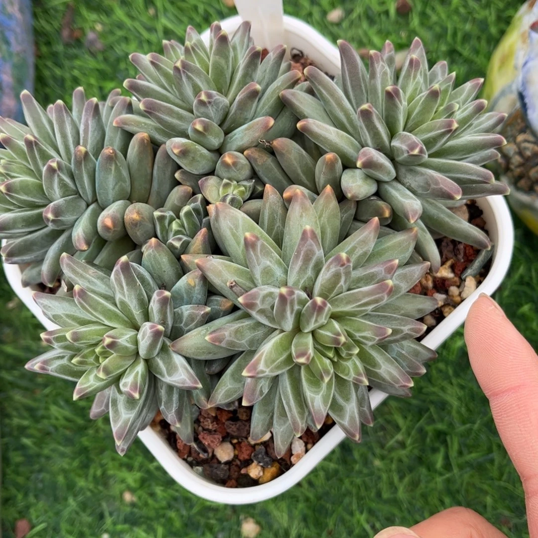 多肉植物0836 满30包邮