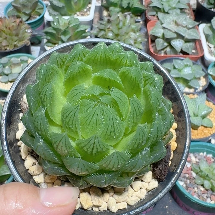 十二卷玉露大颗樱水晶