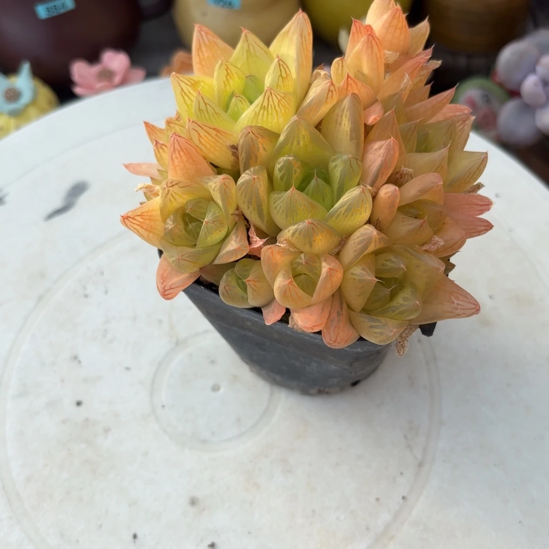 黄金凝脂菊新疆包邮7.8