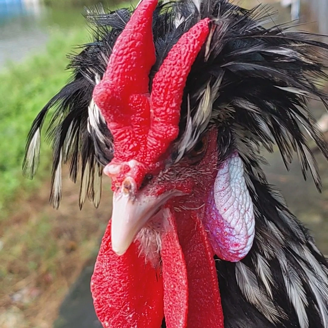 冯氏珍禽宠物观赏鸡 140 个品种 1日龄包邮包活