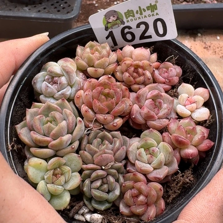 无花朵多肉植物多肉植物