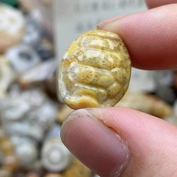 硅化珊瑚（珊瑚玉）未镶嵌颈饰时****许
