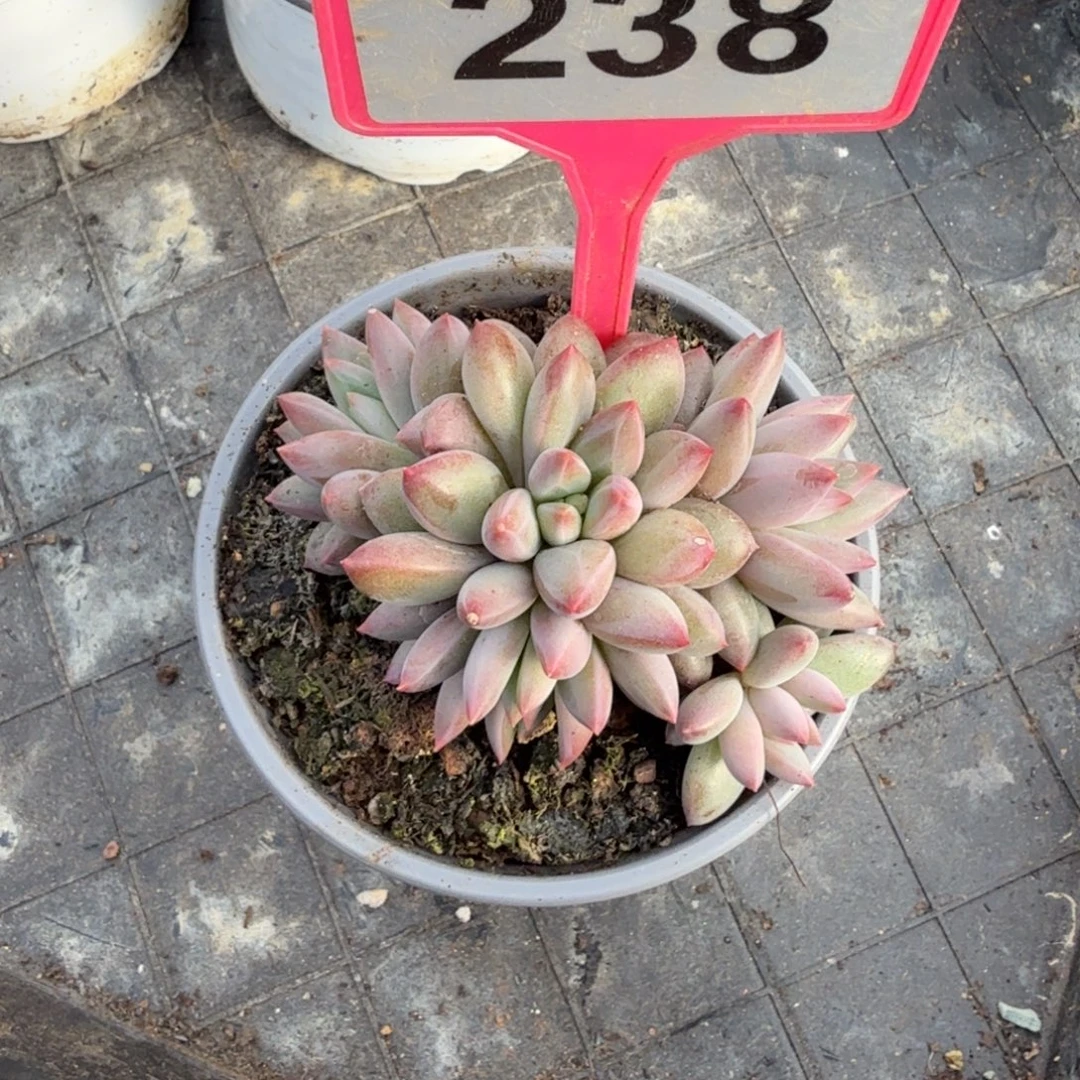 多肉植物钻石虞美人238