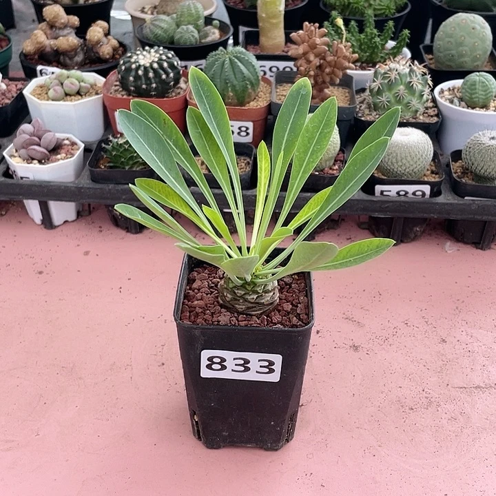 833铁甲丸菠萝球，