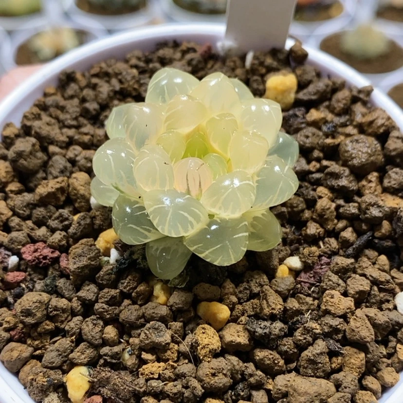 【闪购商品】18糊斑潘灯