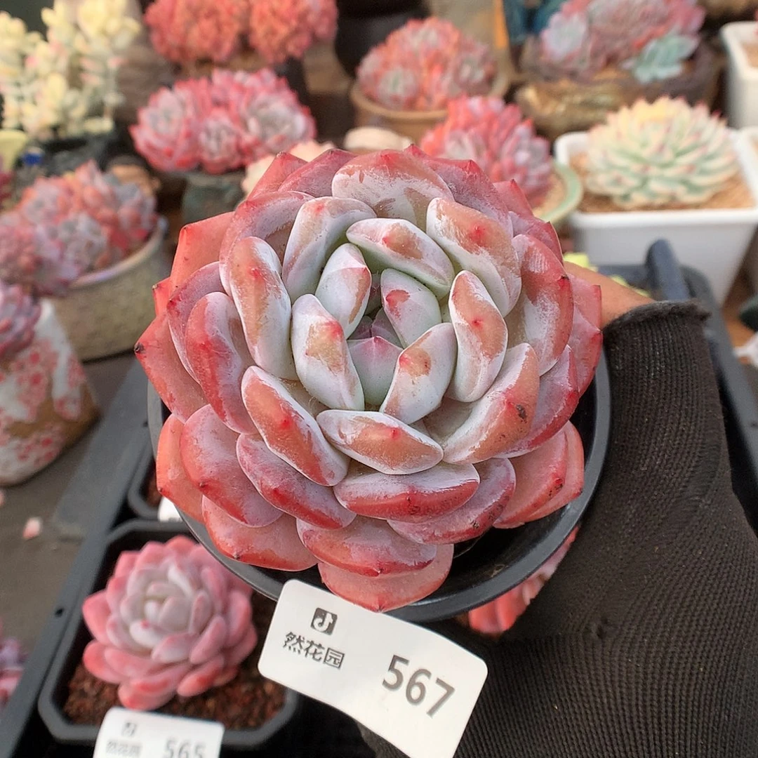 567粉星影多肉植物666