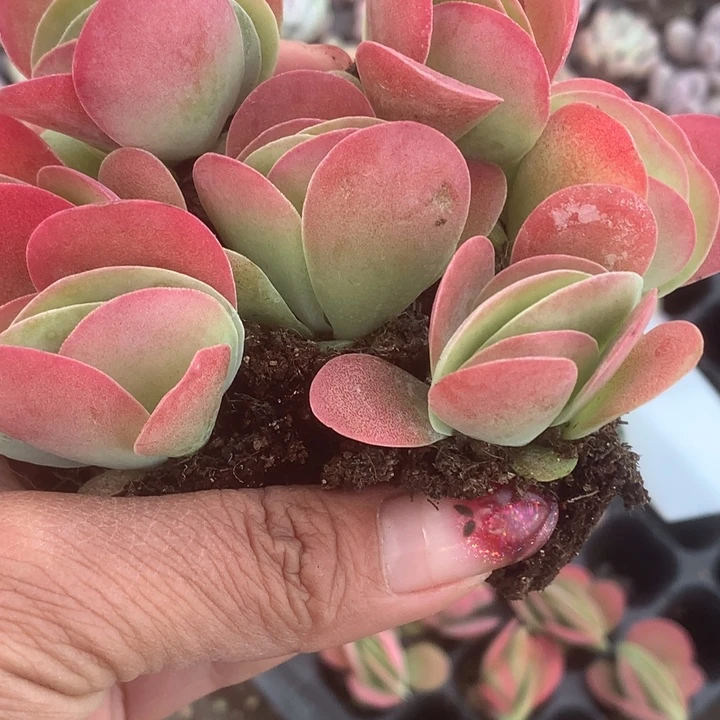 唐印3颗小（9.99包邮不满9.99发叶子）