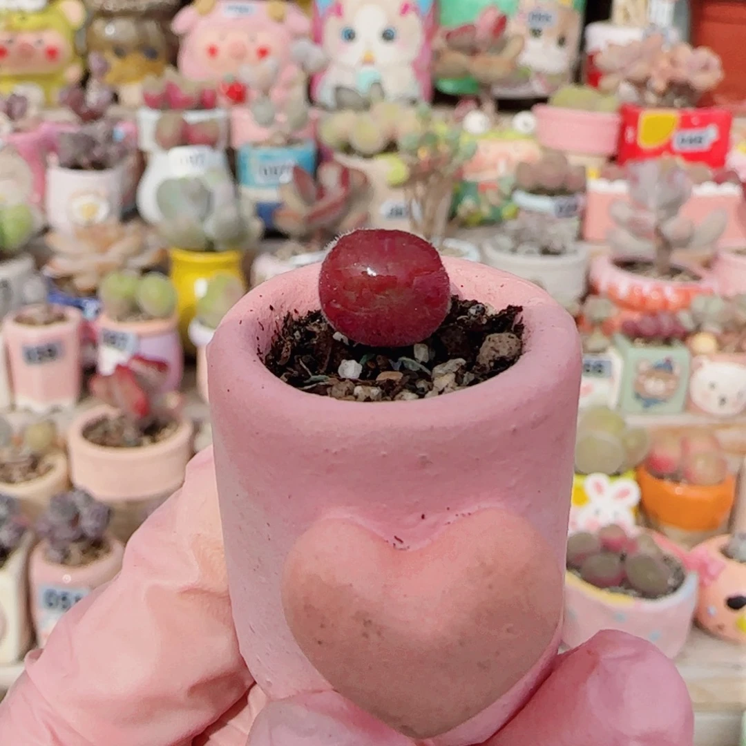 T可爱红毛翠盆口1.5cm