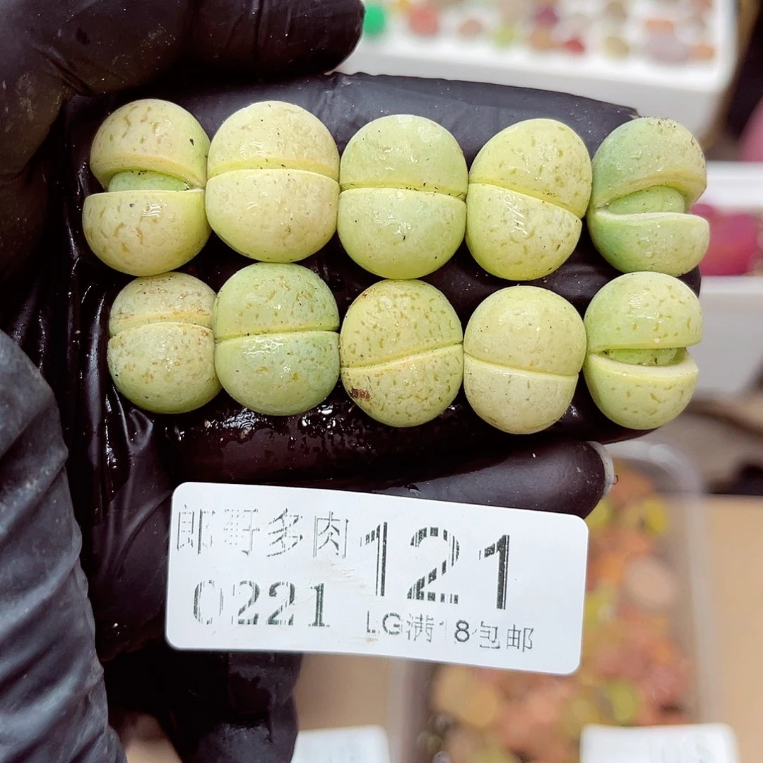 生石花满18包邮21-121