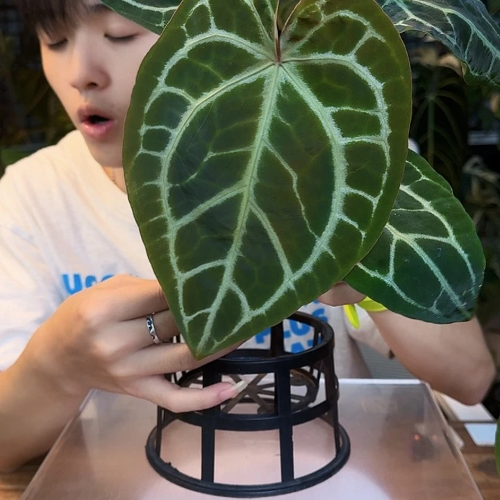 完全开放T126红钻石杂米歇尔