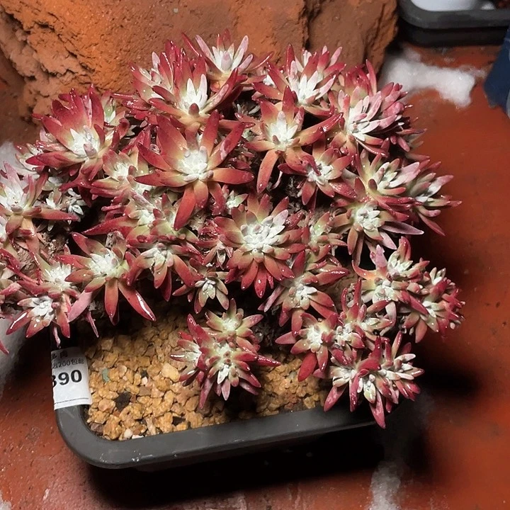 小鹿多肉一物一拍，890