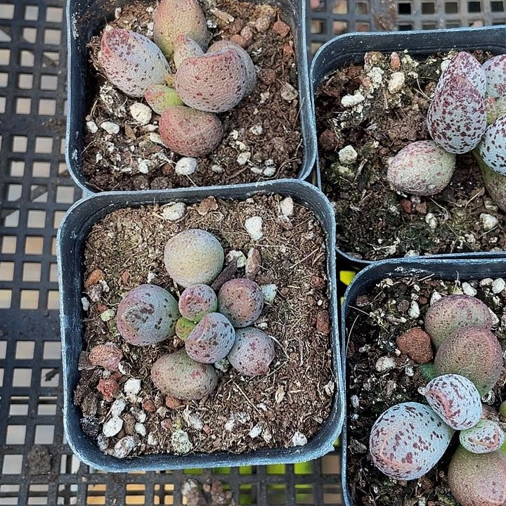 玛丽安水泡2.8带盆多肉