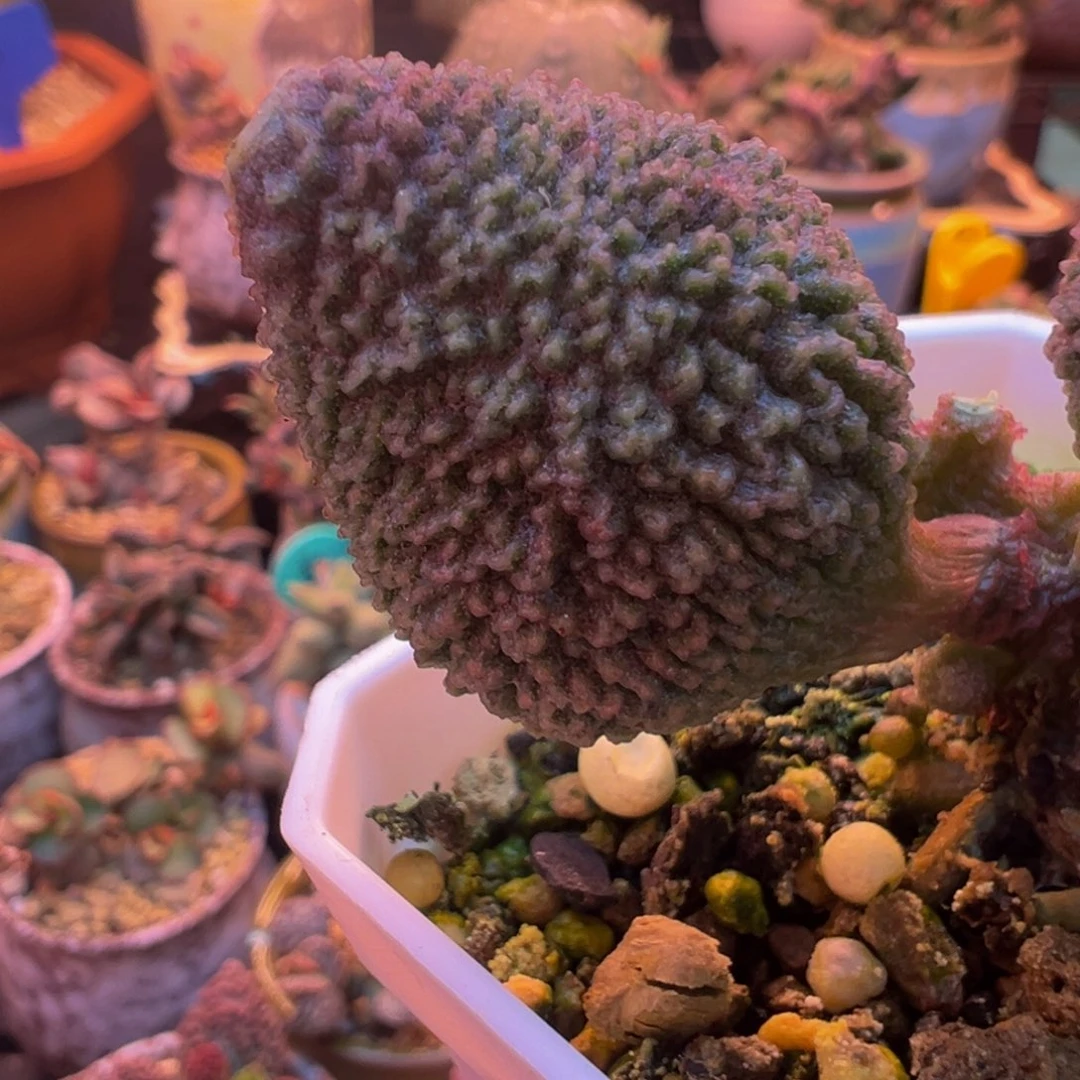 我的小可爱小可爱们要快乐