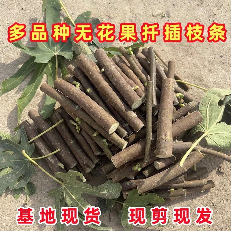 特价无花果扦插枝条基地直发南北可种