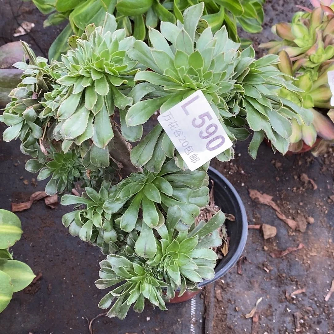 590原始绿缀多肉植物