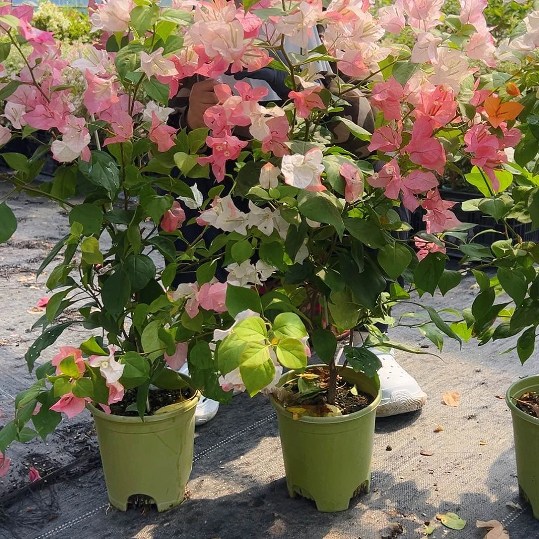 大部分花苞少量开放橙口红带竹一颗