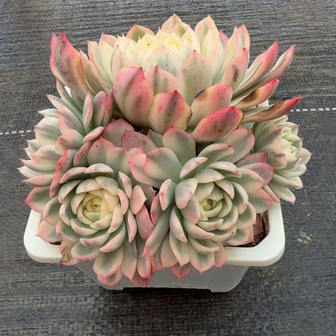 粉水晶玫瑰锦群锦上园艺一物一拍