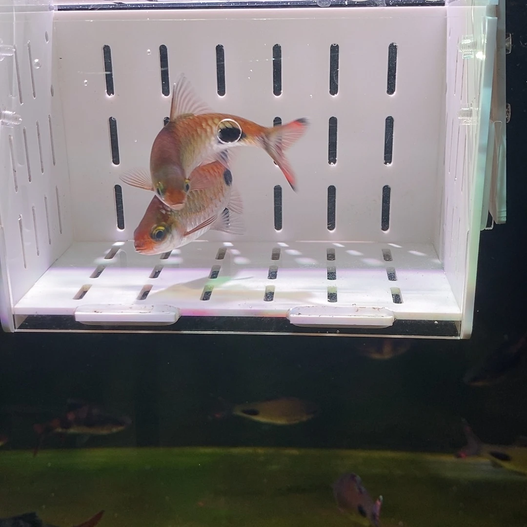 七彩神仙鱼紫红两点鲫7-8公