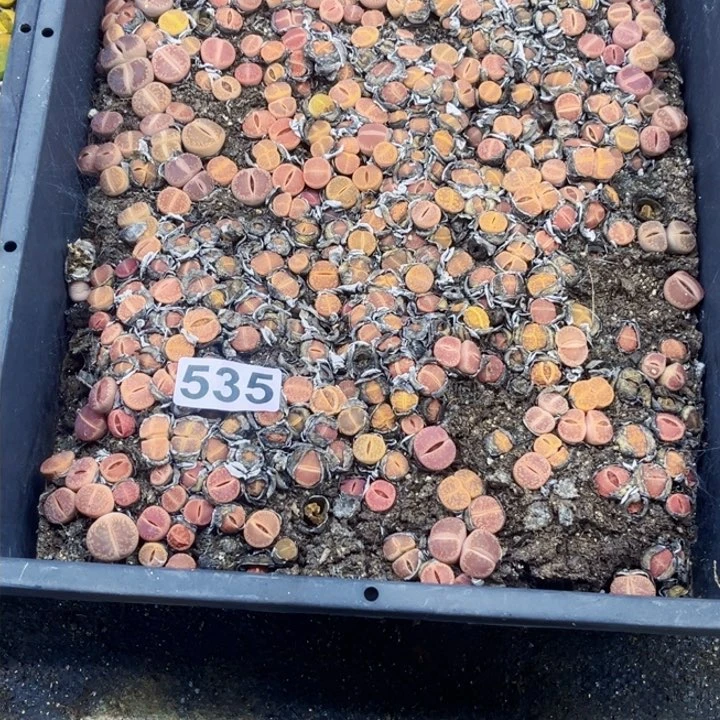 535 生石花一物一图如图带盆