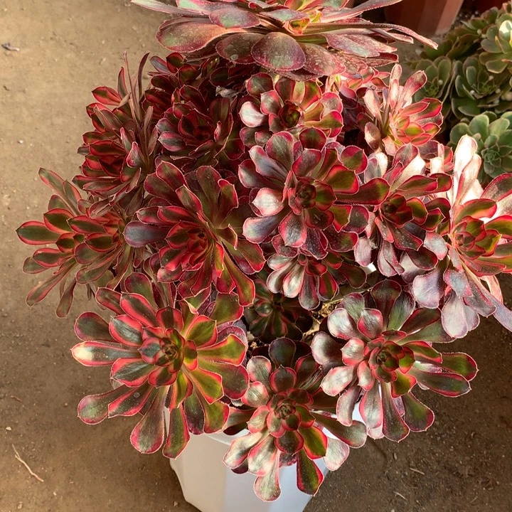 @***俊不包损24号丽娜老桩