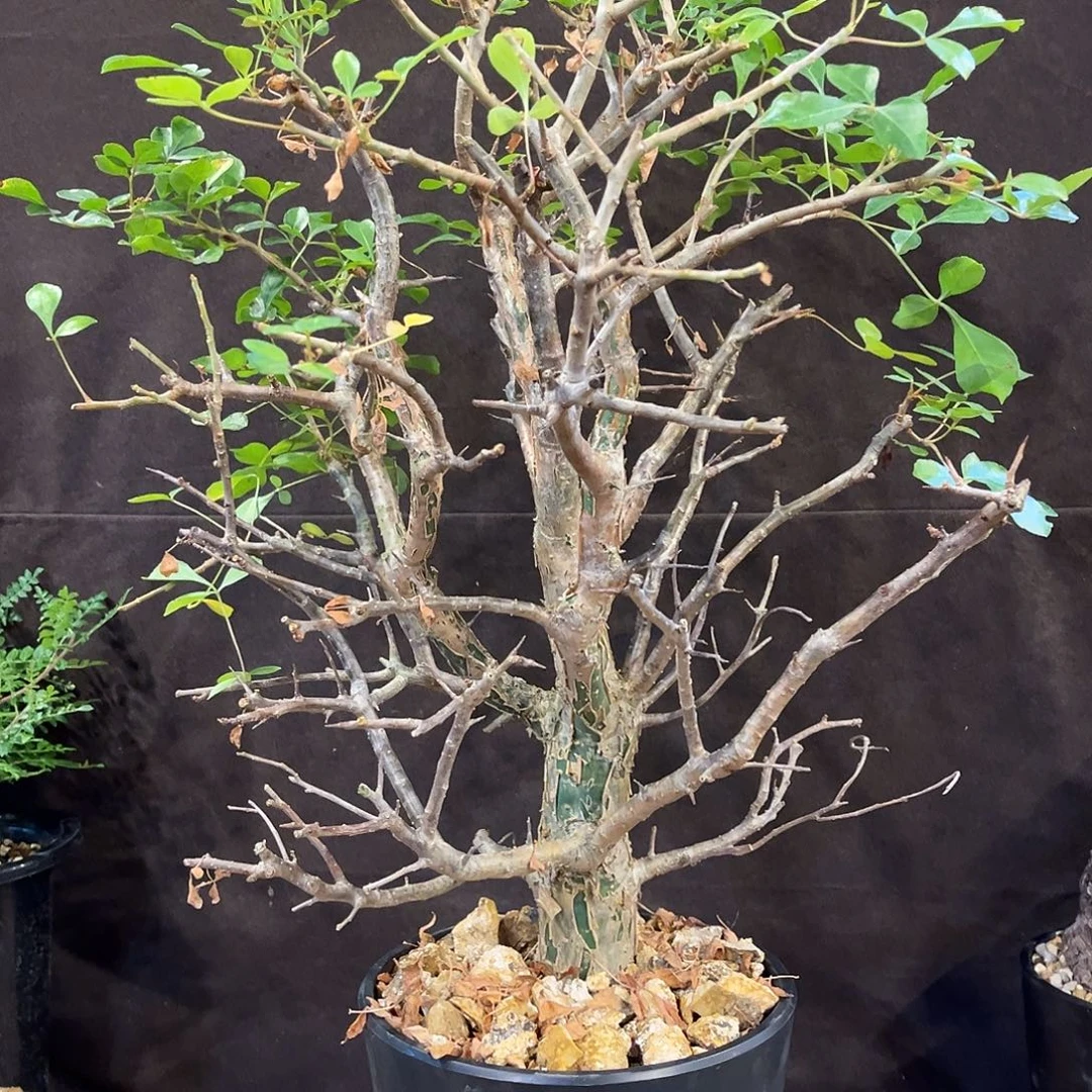 潮流植物 橄榄老桩