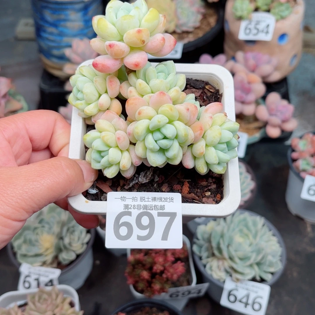 樱花罗绮多肉多肉多肉