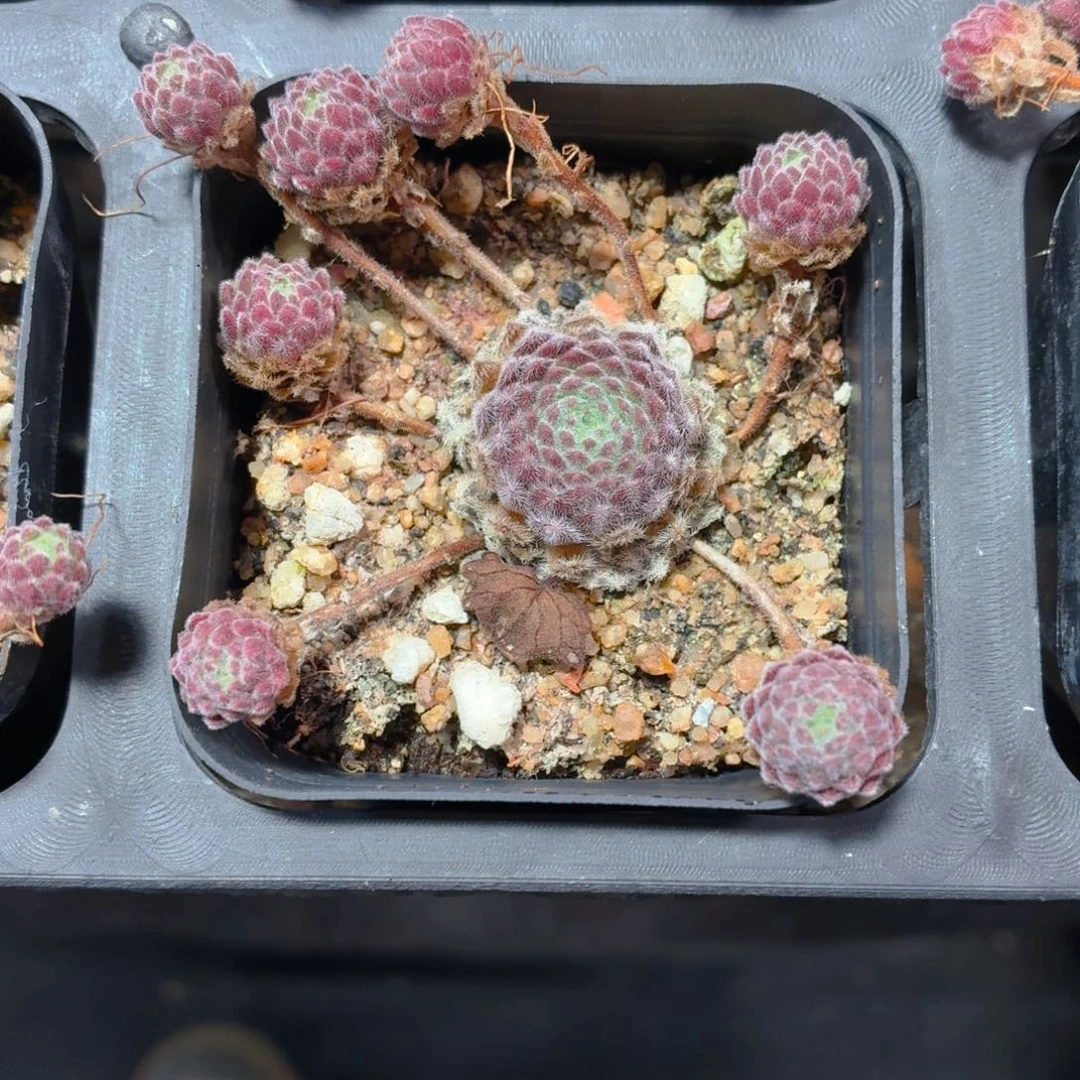 优雅长生草多肉9.9包邮发货