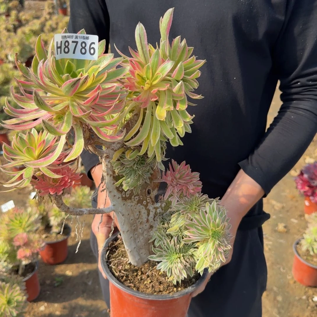 8786夕颜有伤不包损。多肉植物