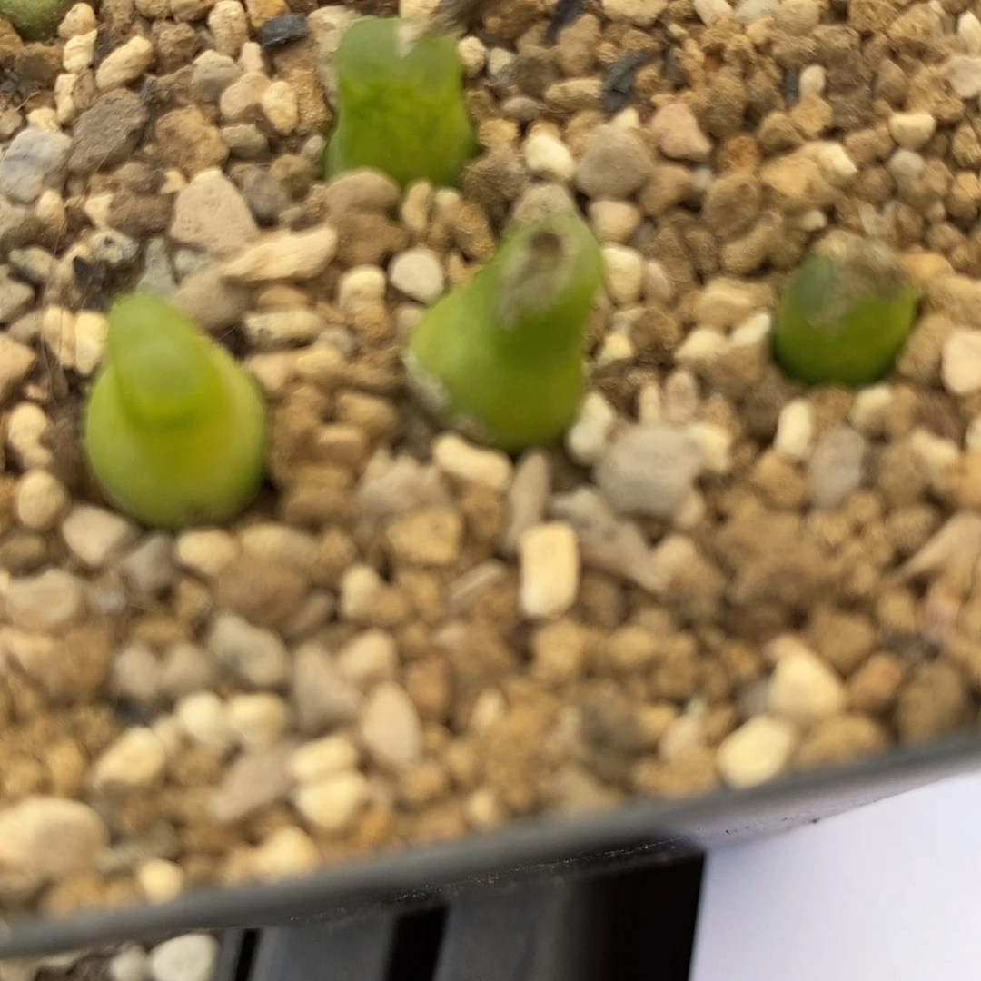 2375小葫芦一颗。
