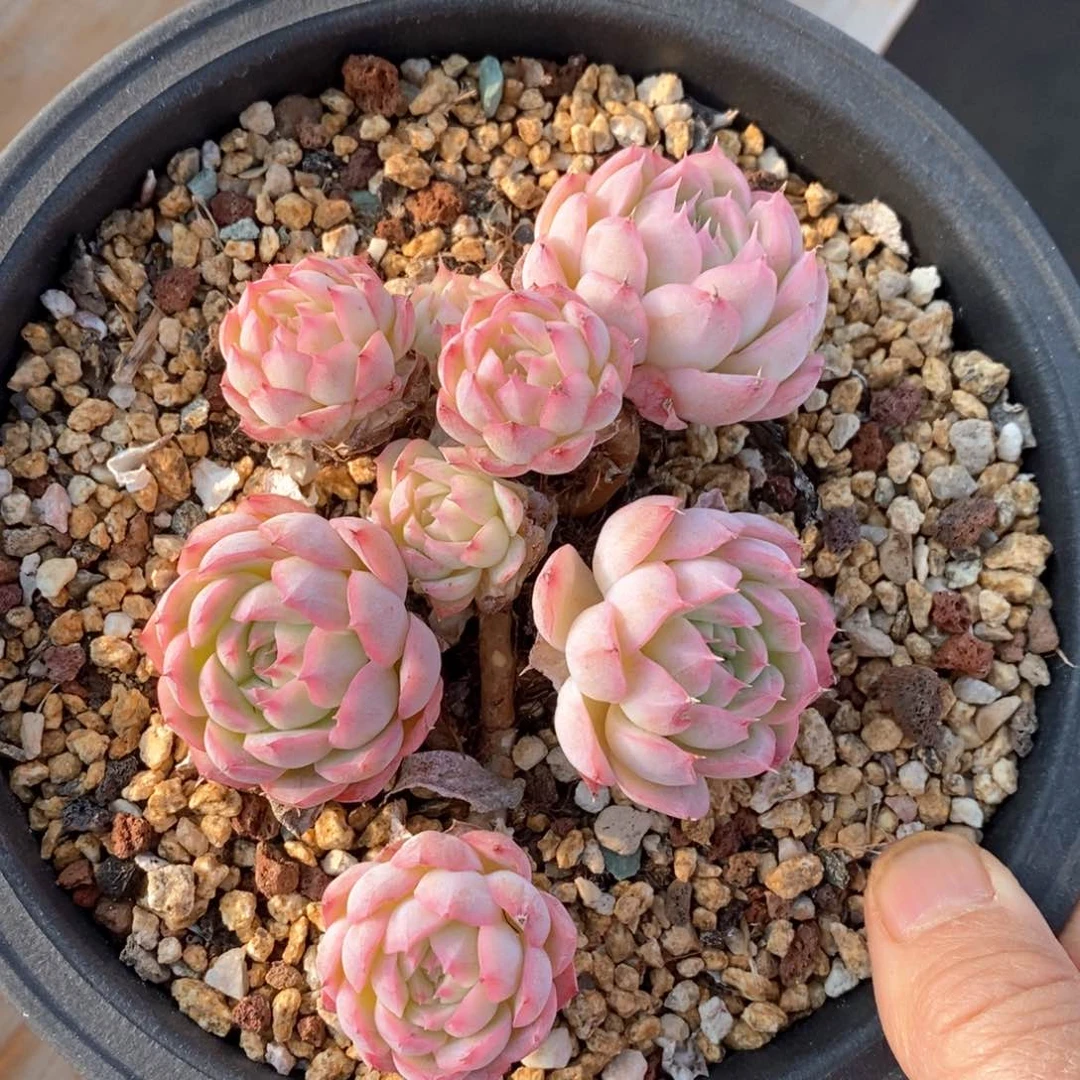 精品多肉一物一拍不包整12